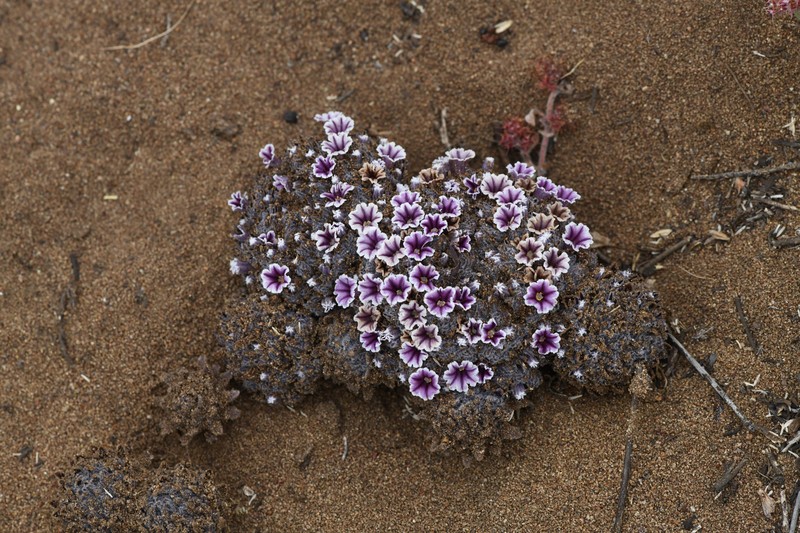 Desert Christmas Tree photo 2