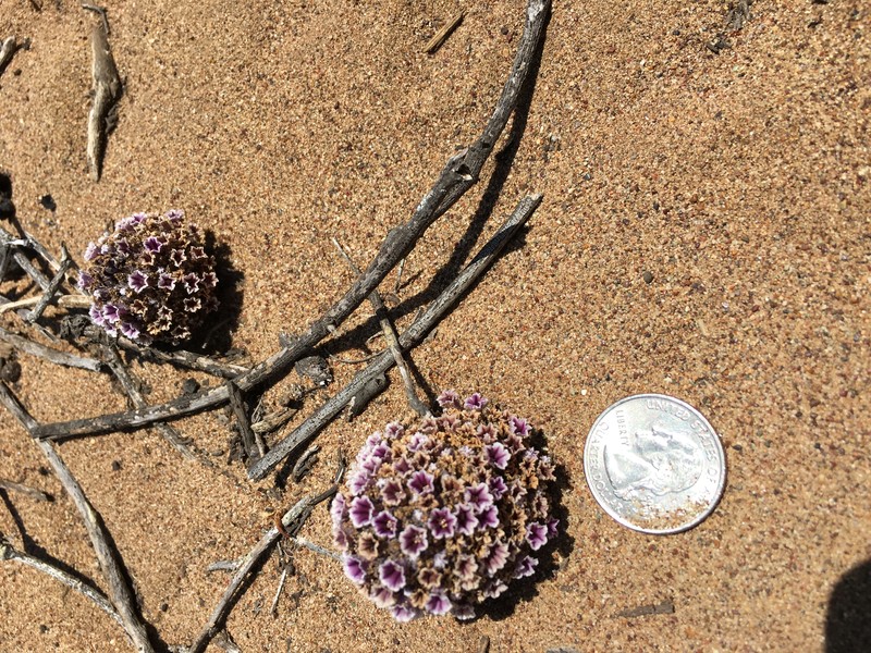 Desert Christmas Tree photo 3