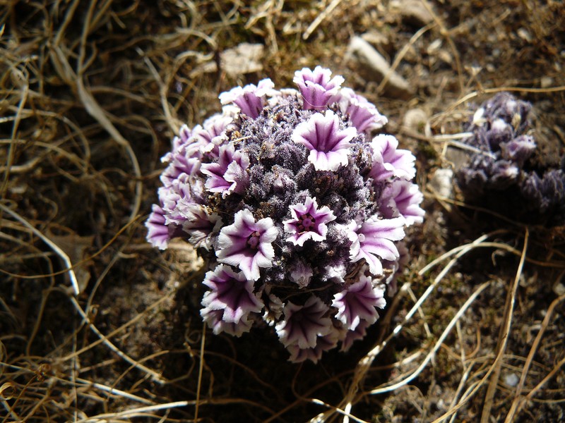 Desert Christmas Tree
