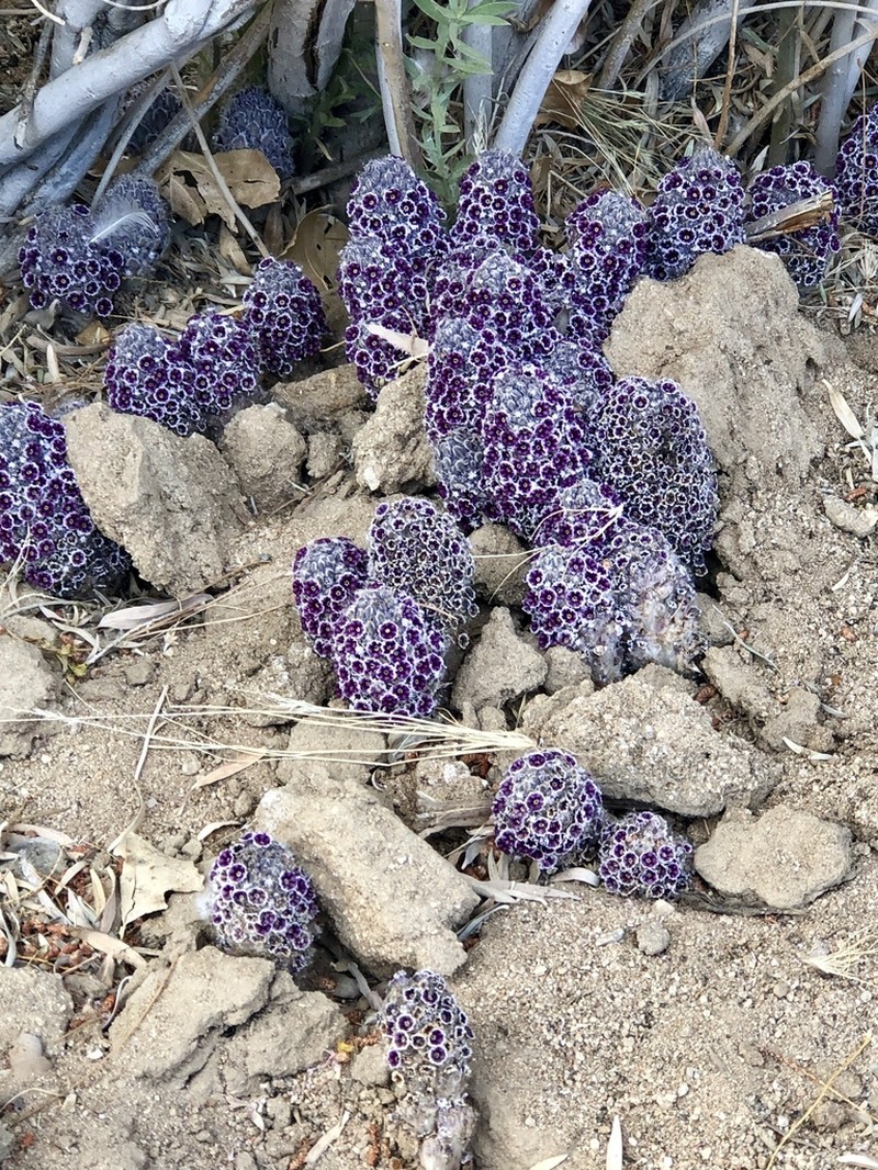 Desert Christmas Tree photo 6