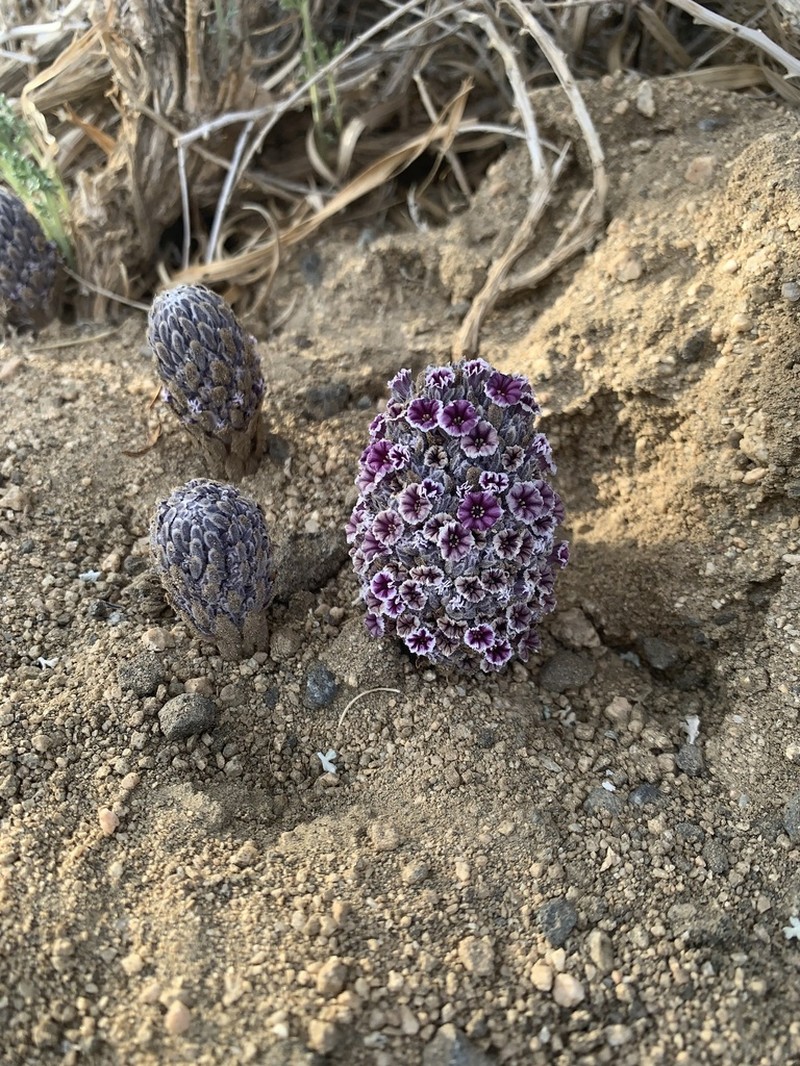 Desert Christmas Tree photo 7