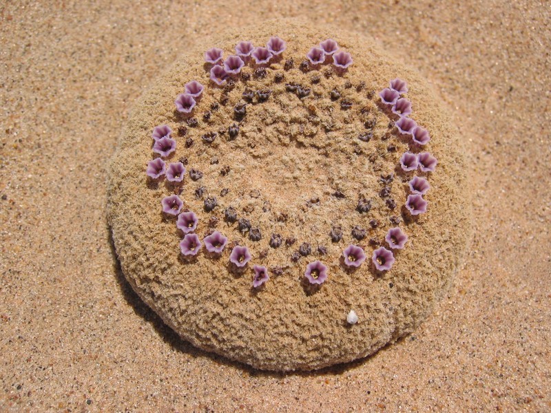 Sandfood