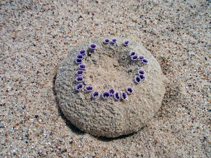 Sandfood photo 3