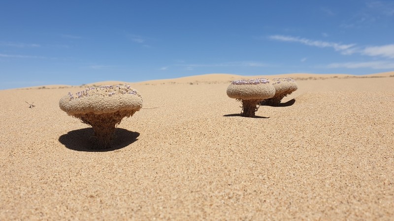 Sandfood photo 4