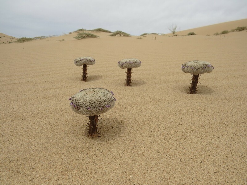 Sandfood photo 5