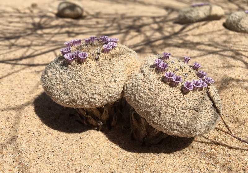 Sandfood photo 6