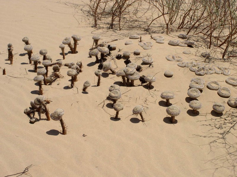 Sandfood photo 7