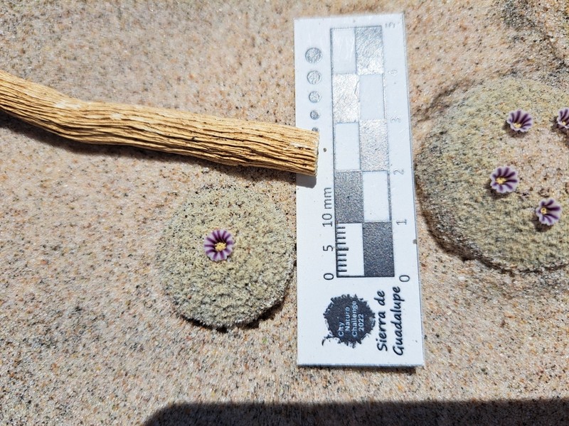Sandfood photo 8