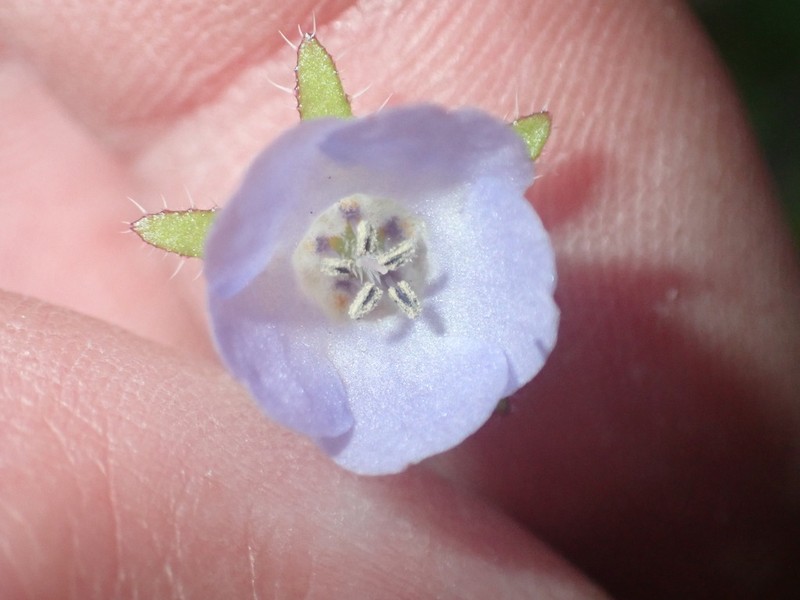 Blue Fiestaflower
