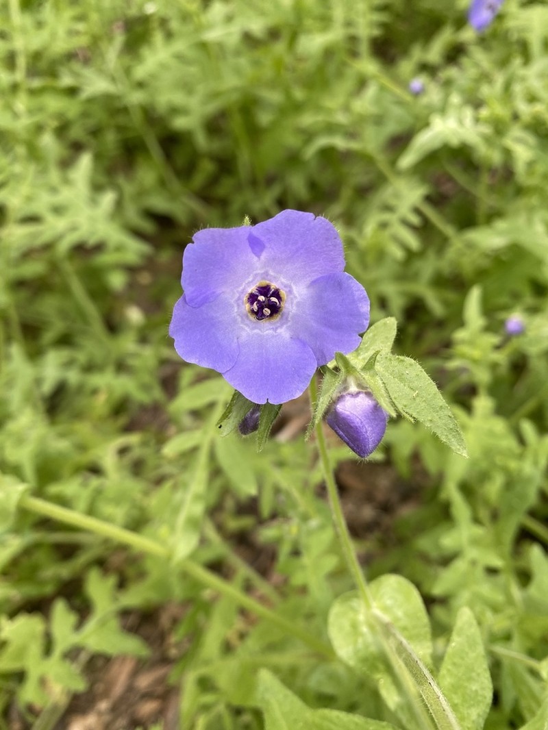 Blue Fiestaflower photo 2