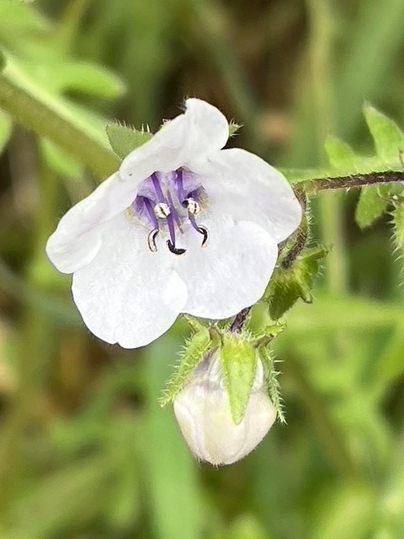 Blue Fiestaflower photo 3