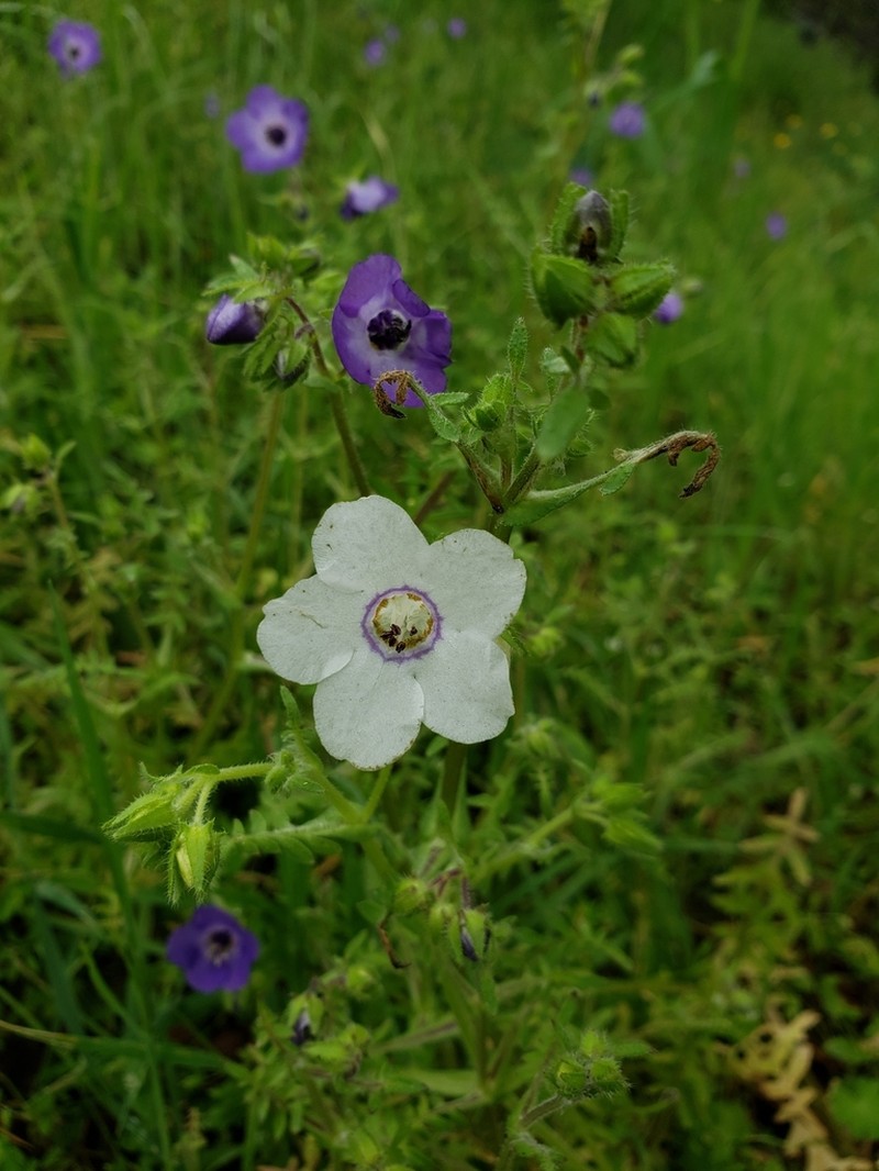 Blue Fiestaflower photo 4
