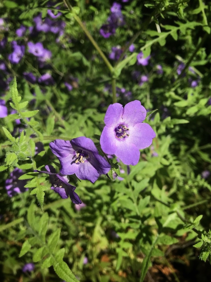 Blue Fiestaflower photo 8