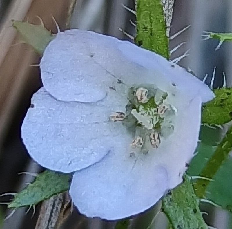 Pholistoma auritum var. arizonicum