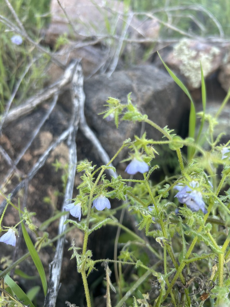 Pholistoma auritum var. arizonicum photo 2