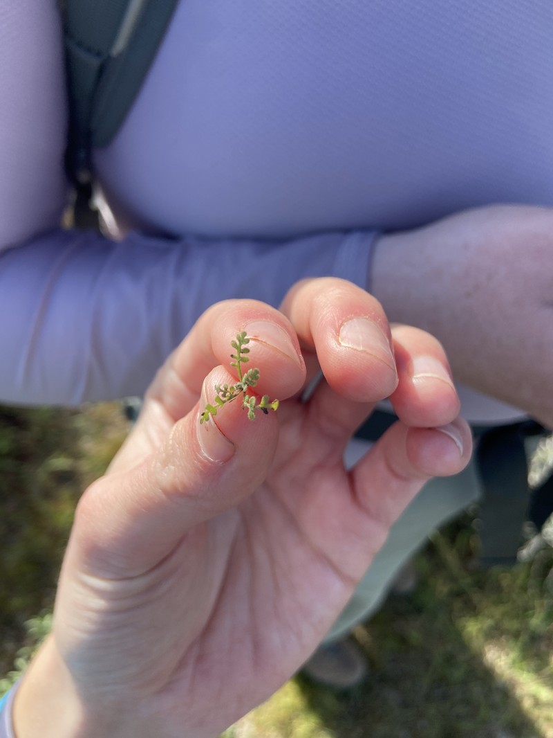 Pholistoma auritum var. arizonicum photo 3