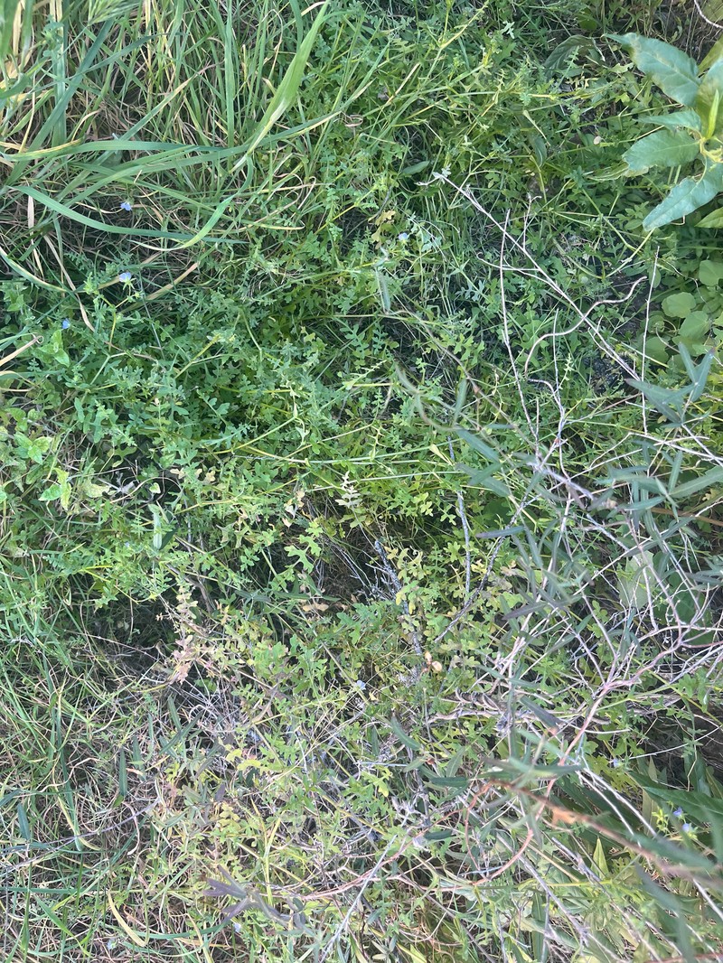 Pholistoma auritum var. arizonicum photo 4