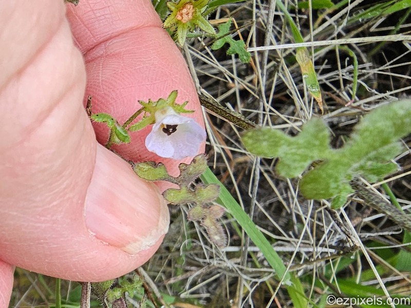 Pholistoma auritum var. arizonicum photo 5