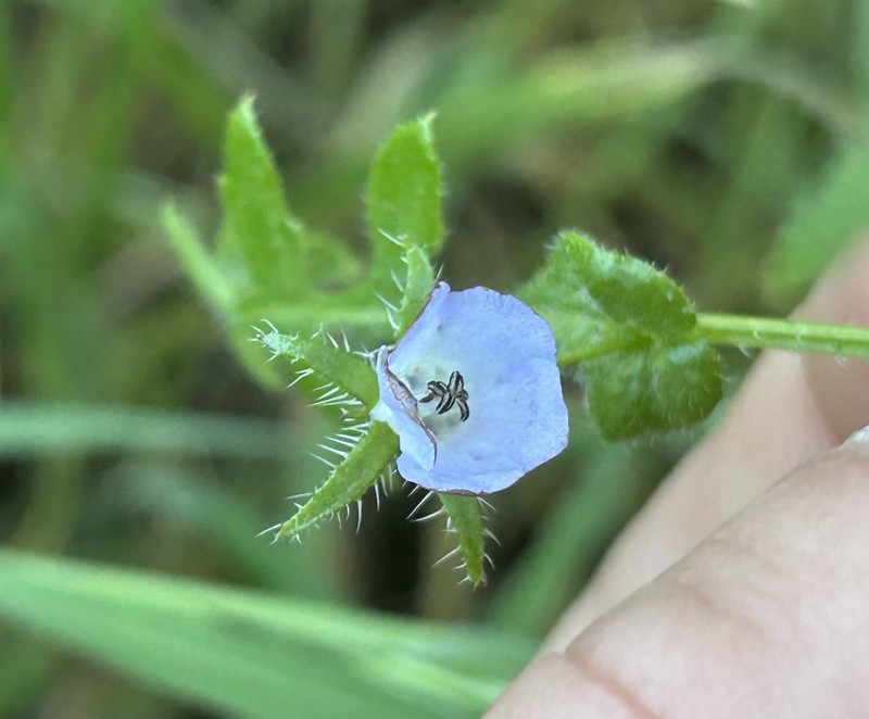 Pholistoma auritum var. arizonicum photo 6