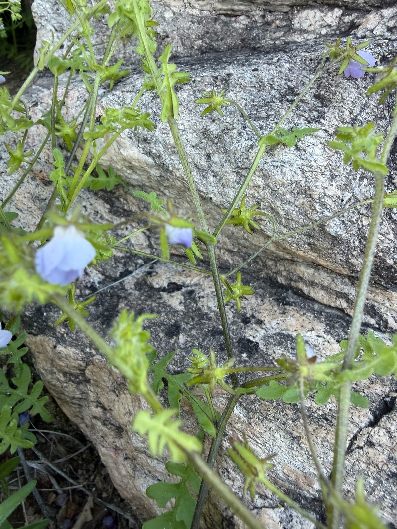 Pholistoma auritum var. arizonicum photo 7