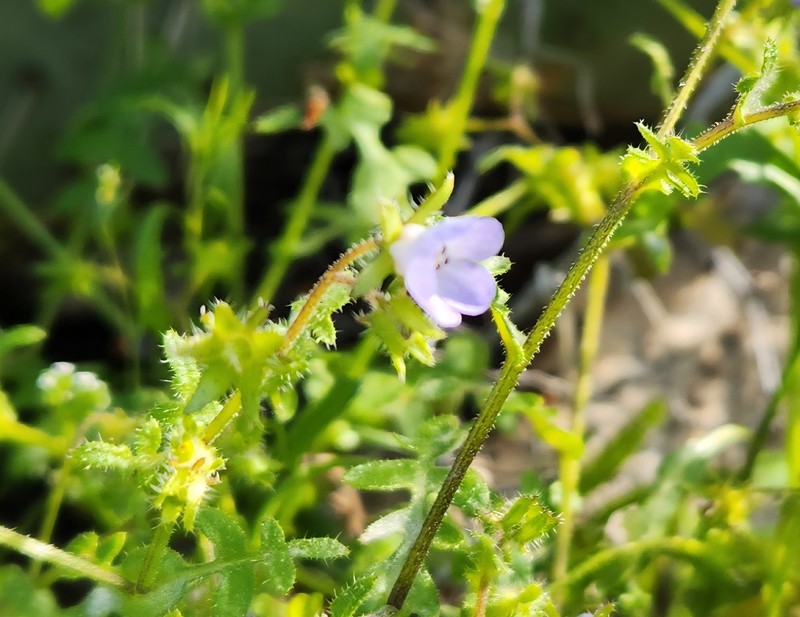 Pholistoma auritum var. arizonicum photo 8