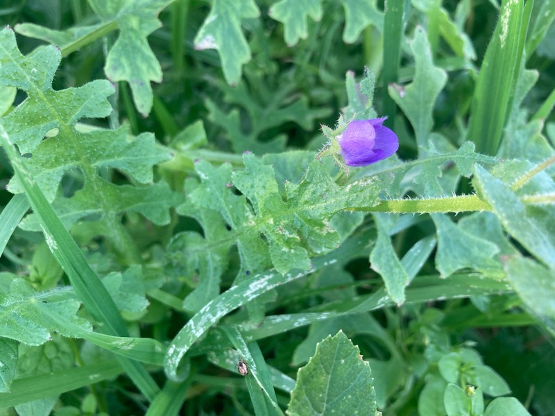 Pholistoma auritum var. auritum
