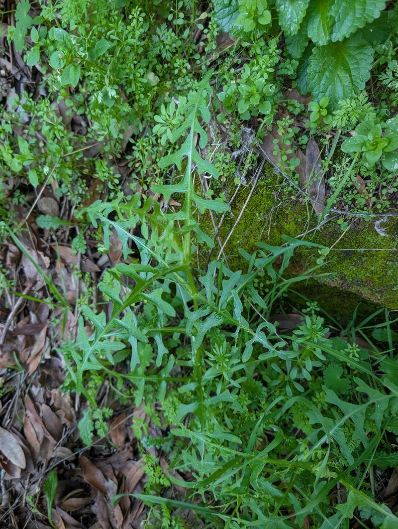 Pholistoma auritum var. auritum photo 2