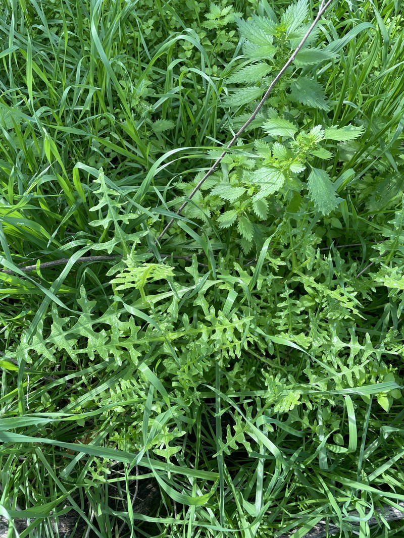 Pholistoma auritum var. auritum photo 3