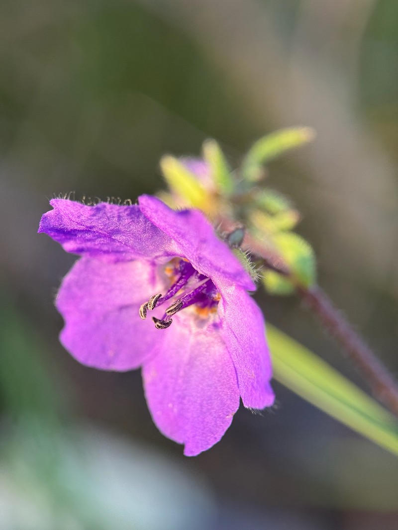 Pholistoma auritum var. auritum photo 4
