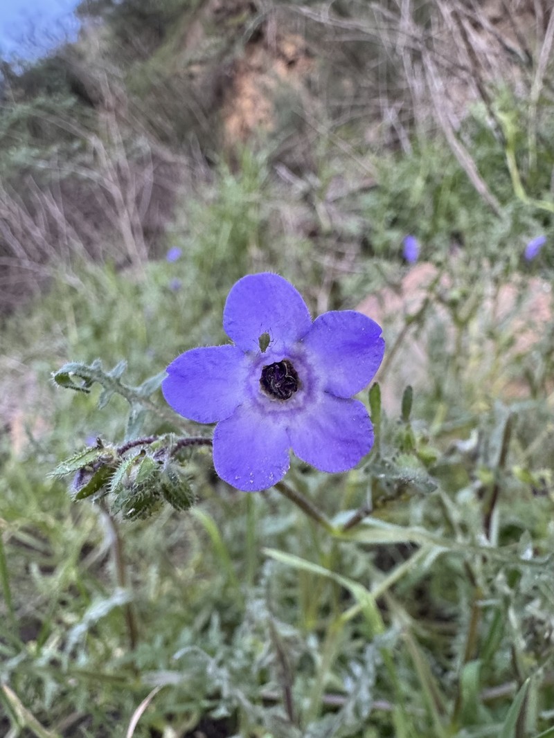 Pholistoma auritum var. auritum photo 5