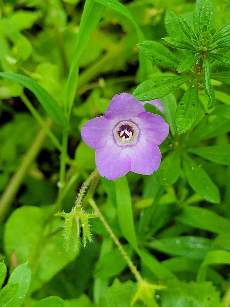 Pholistoma auritum var. auritum photo 6