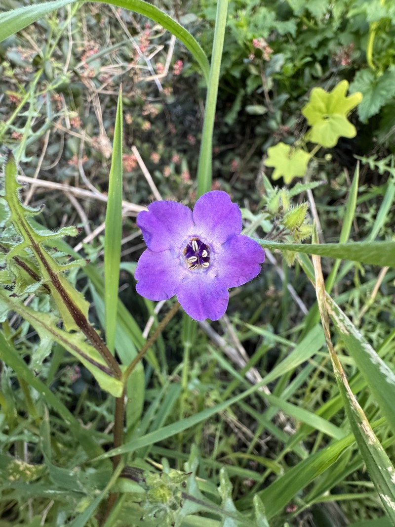 Pholistoma auritum var. auritum photo 7