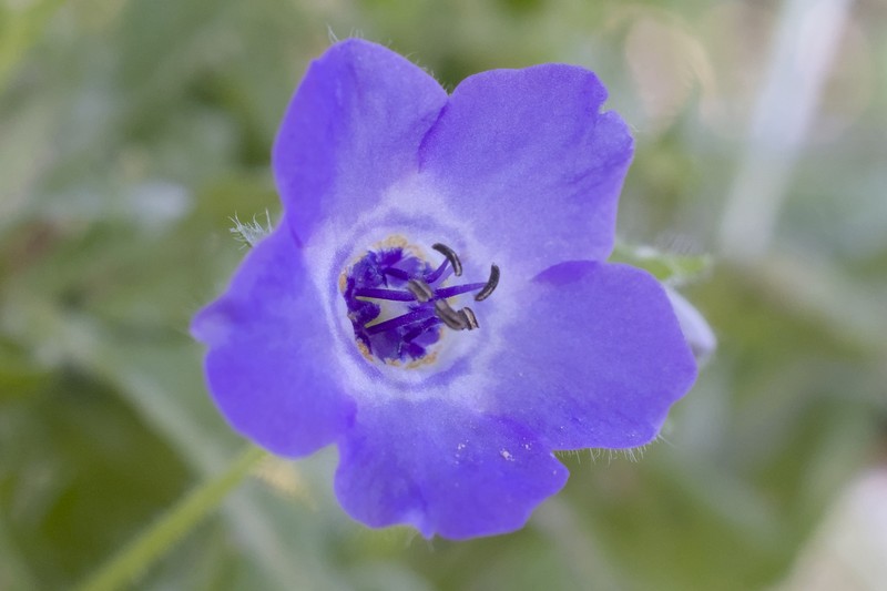 Pholistoma auritum var. auritum photo 8