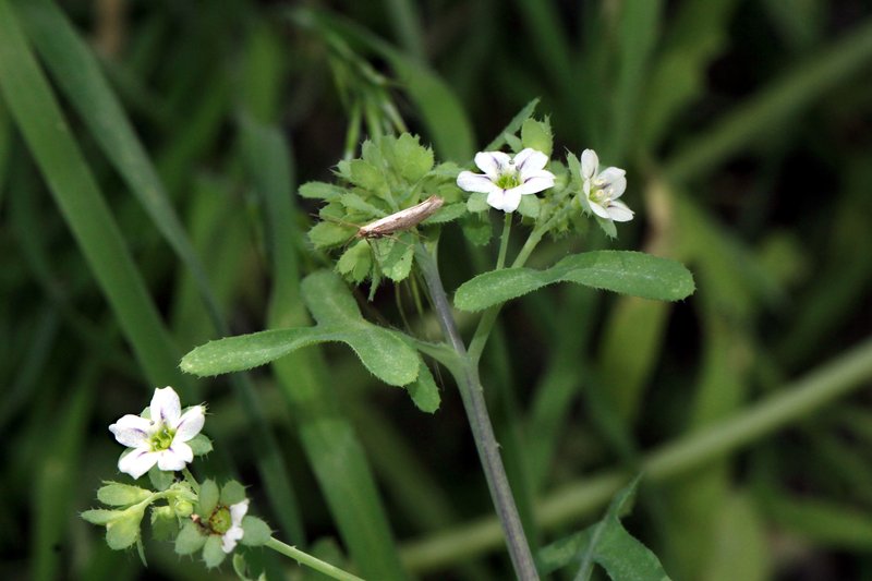 White Fiestaflower photo 6