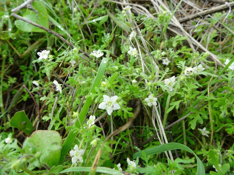 White Fiestaflower photo 3