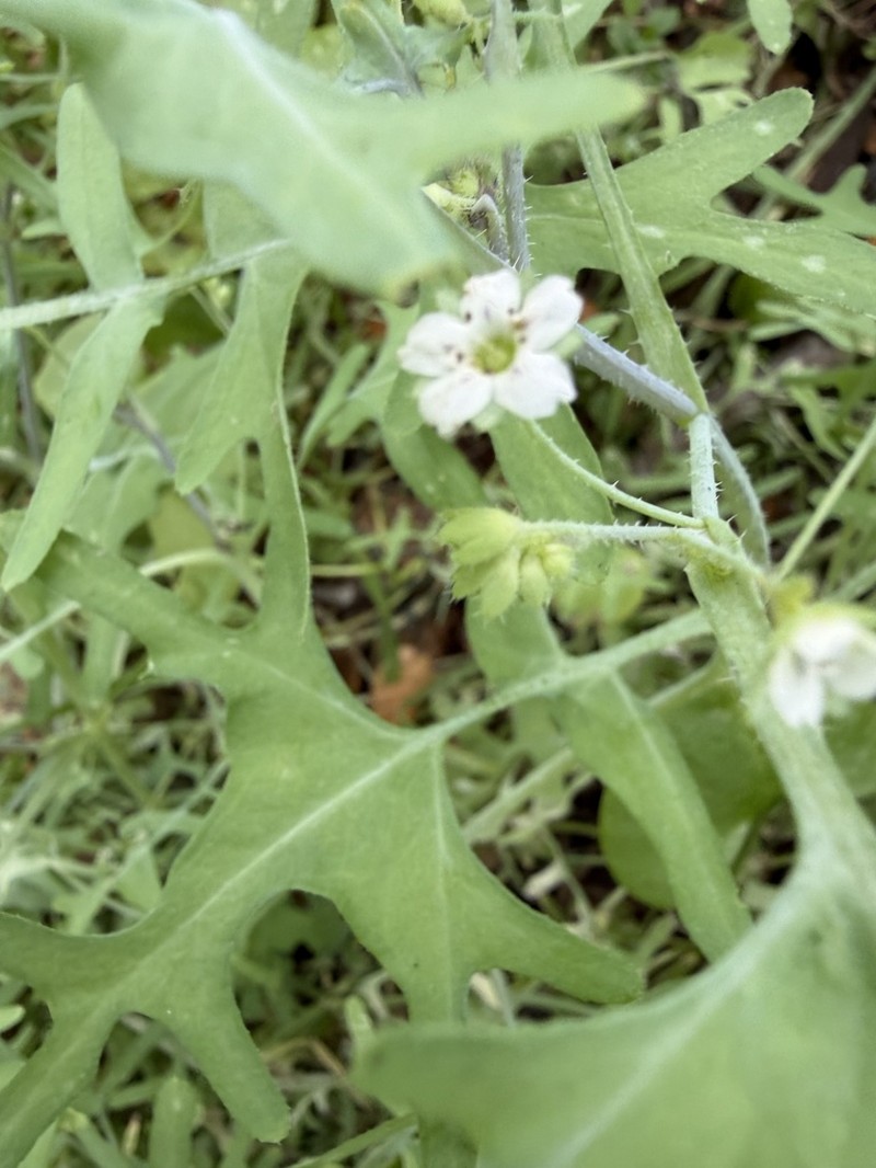 White Fiestaflower photo 4