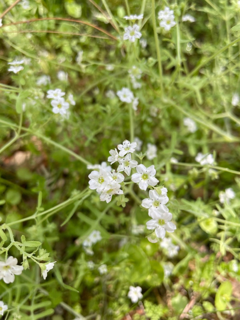 White Fiestaflower photo 5