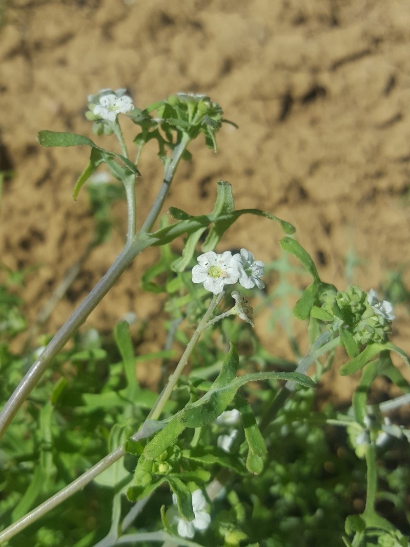 White Fiestaflower photo 6