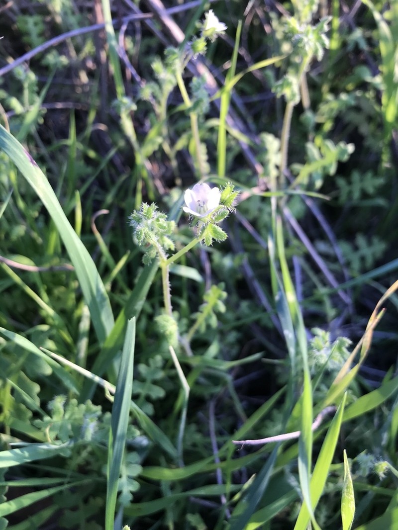 Racemed Fiestaflower photo 3