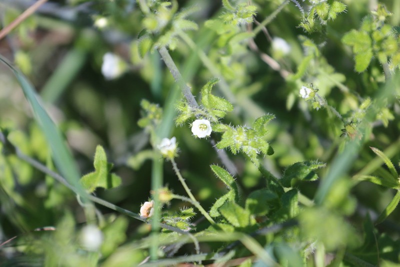 Racemed Fiestaflower photo 4