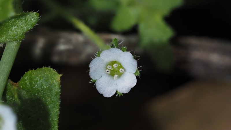 Racemed Fiestaflower photo 5