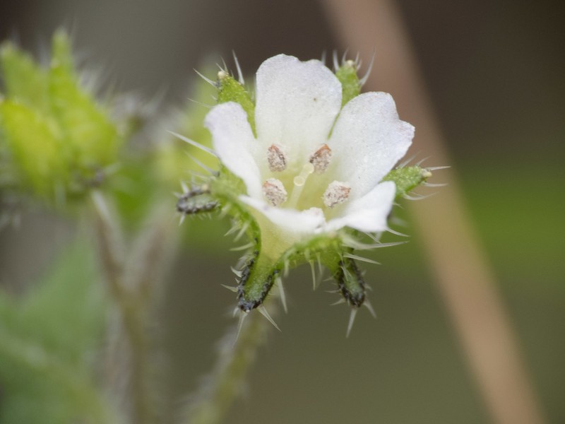 Racemed Fiestaflower photo 6