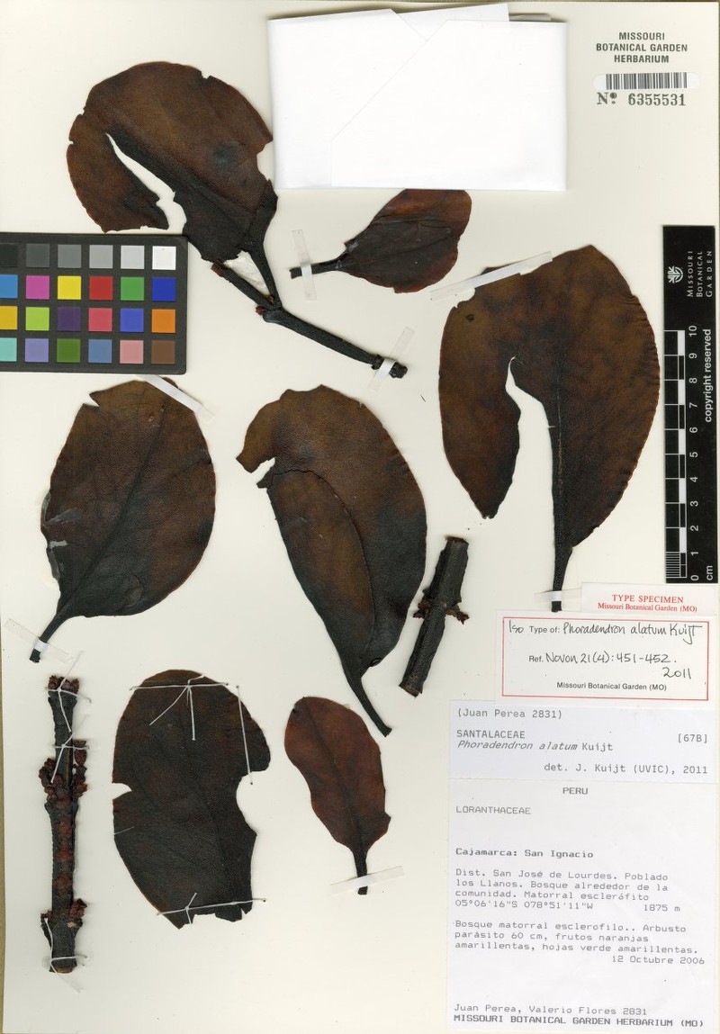 Phoradendron alatum