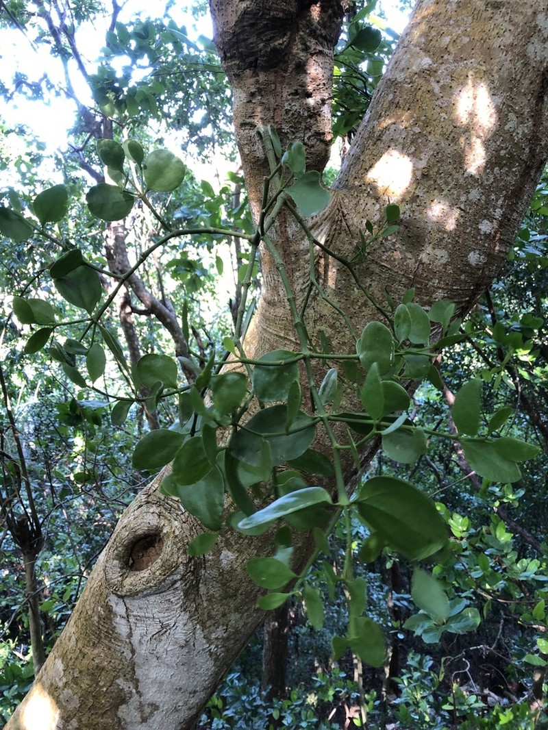 Goldenfruit Mistletoe
