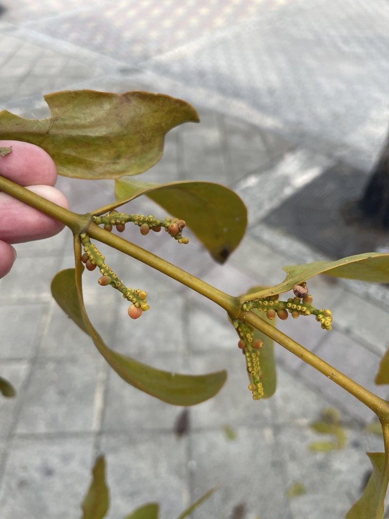 Goldenfruit Mistletoe photo 2