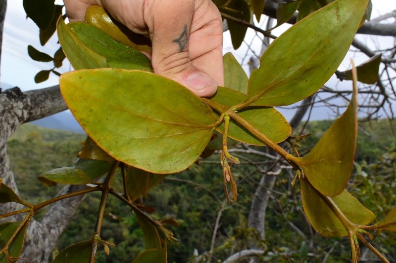 Goldenfruit Mistletoe photo 6