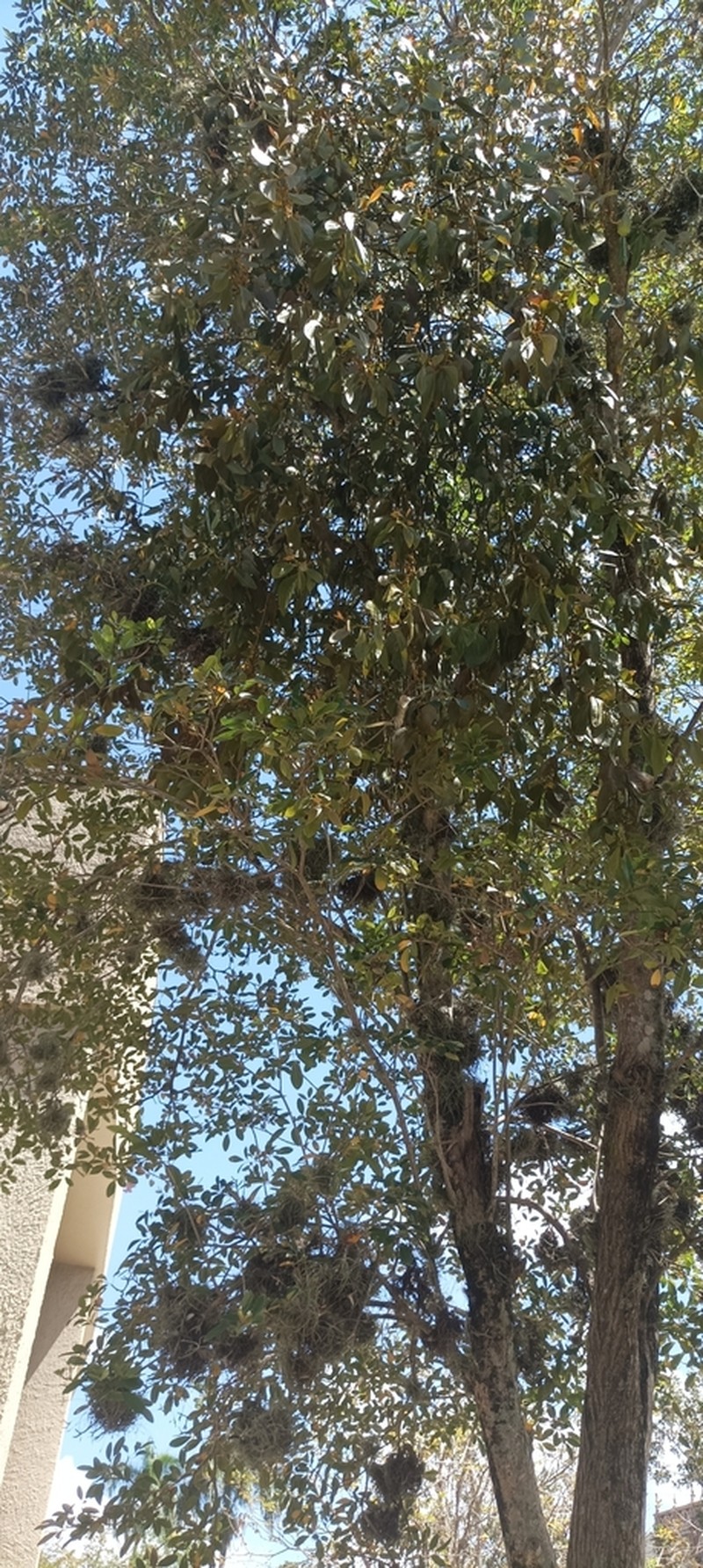 Island Mistletoe photo 3