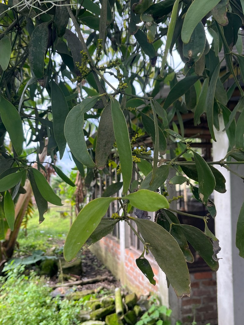 Island Mistletoe photo 4