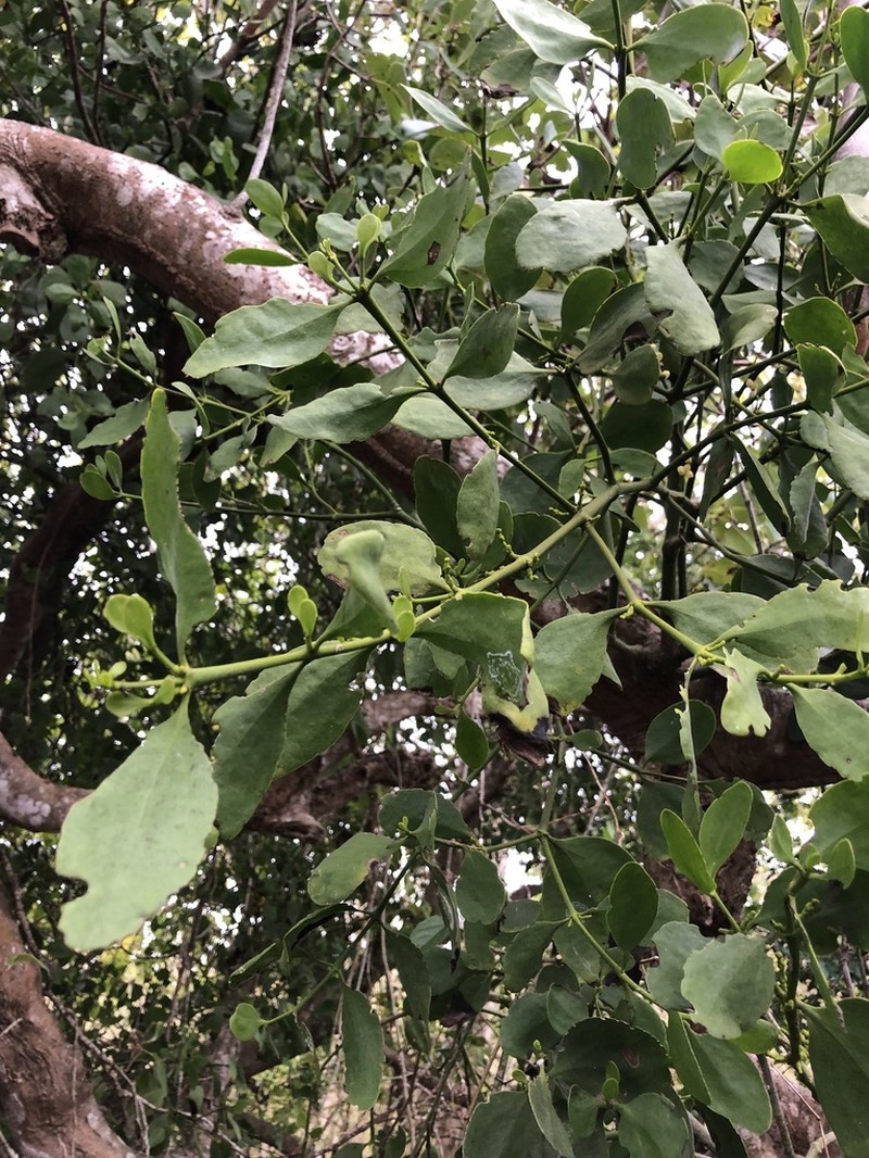 Island Mistletoe photo 7