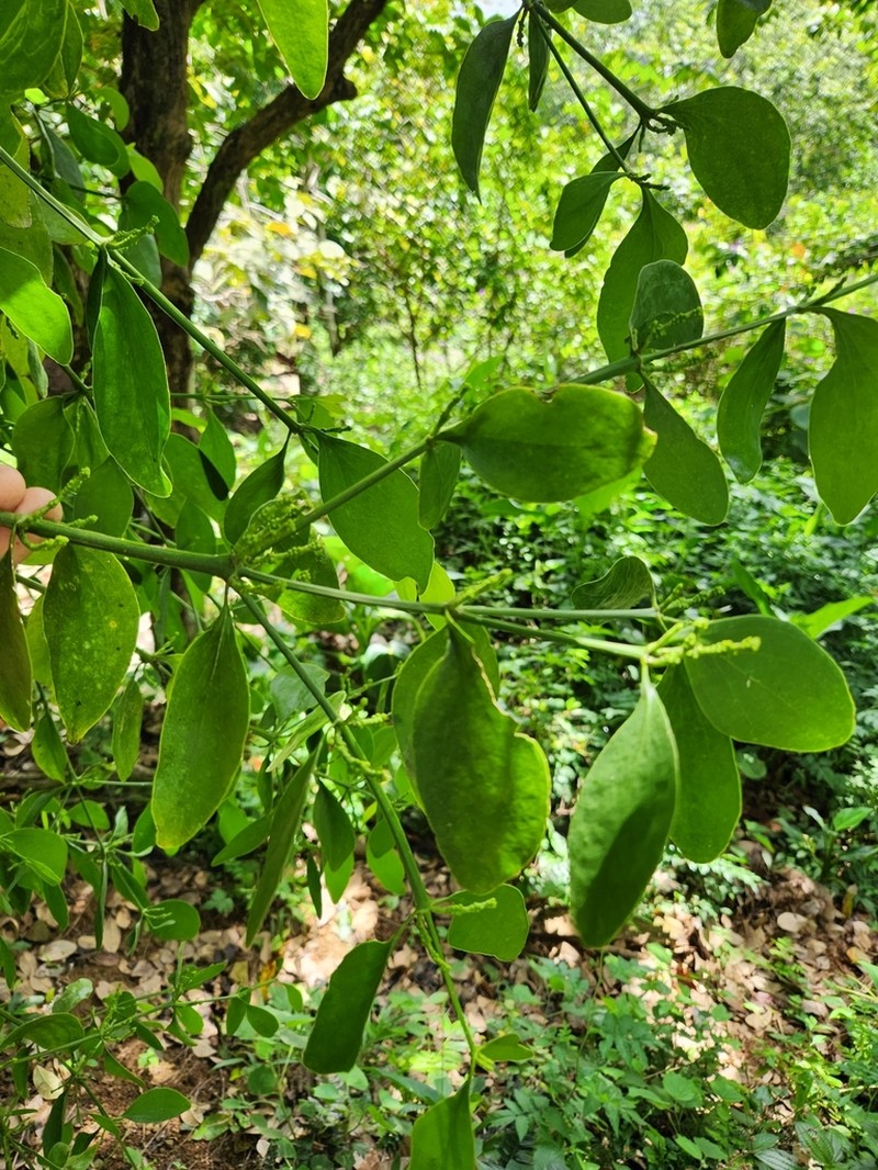 Island Mistletoe photo 8